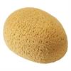 Eponge polyester, ovale